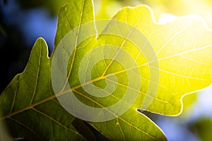 Close Up of an Oak Leaf With the Sun Coming in From Behind the Leaf