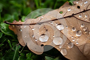 Close-up of oak leave in autumn. Water drops glisten on the leaf