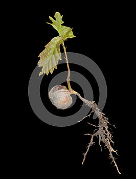 Plantlet of oak 21 photo