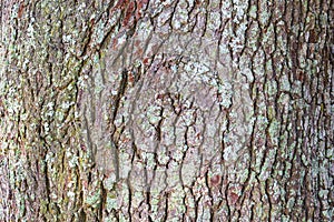 Close-up oak tree bark