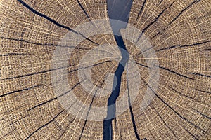 Close up of oak tree growth rings with cracks filled with resin. Cross-section of the tree trunk for background