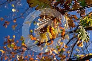 Close-up of Oak tree leaves