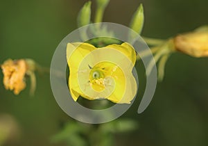 Oakes` evening primrose