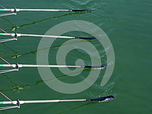 Close up oars of quadruple skulls rowing team