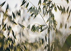 Oat field in Poland