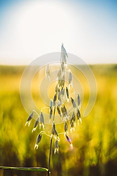 Close Up Of Oat Florets In Green Young Oat Plantation In Field