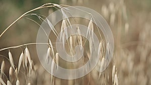 Close up of an oat plant. Field of waving oat. Agriculture and food industry