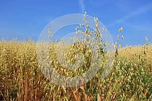 Close up of oats with a blue sky background