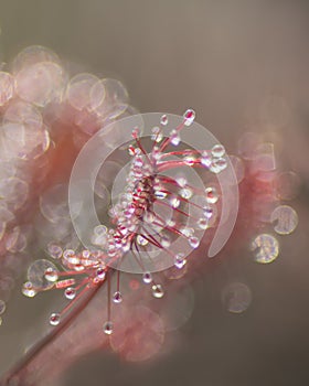 Close up of  Oblong-leaved Sundew