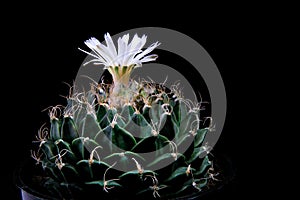 Close up Obregonia denegrii or Artichoke Cactus with whtie flower blooming photo