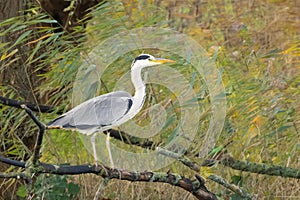 Close up of an observant suspicious Great Blue Heron, Ardea cinerea, standing on a branch