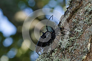 Close up oc Capricorn Beetles mating