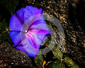 Close up of ocean blue morning glory flower