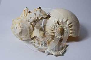 Close up of a ocean pacific spiral seashell