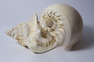 Close up of a ocean pacific spiral seashell