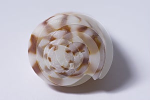 Close up of a ocean pacific spiral seashell