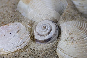 Close up of a ocean pacific spiral seashell