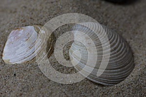 Close up of a ocean pacific spiral seashell