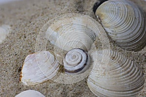 Close up of a ocean pacific spiral seashell