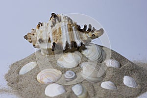 Close up of a ocean pacific spiral seashell