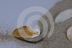 Close up of a ocean pacific spiral seashell