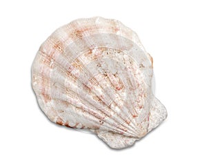 Close up of ocean shell isolated on white