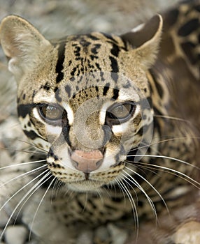 Close up ocelot big cat costa rica