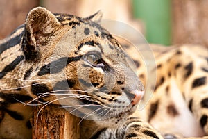 Close-up of an Ocelot - Leopardus pardalis - on a branch. The wild cat staring away from the camera
