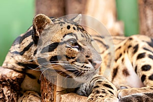 Close-up of an Ocelot - Leopardus pardalis - on a branch. The wild cat staring away from the camera photo