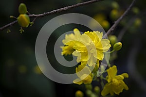 Close-up of Ochna integerrima ( Vietnam) flowers blooming on a dark green background.