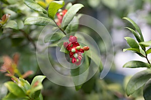 Close up Ochna kirkii or Mickey mouse plant