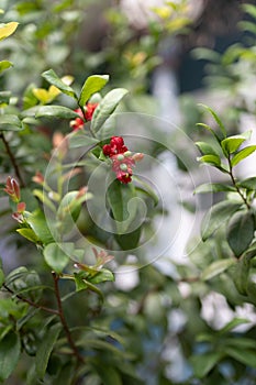 Close up Ochna kirkii or Mickey mouse plant