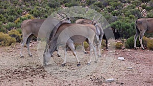 Close up od antelope eating food from ground. Small group of animals in nature. Safari park, South Africa