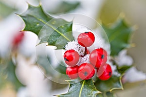 Close up od a branch of holly with red berries