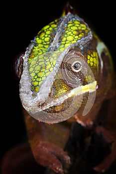 Close up ofl Panther Chameleon stand on a branch