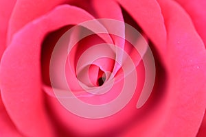 Close up ofpink rose