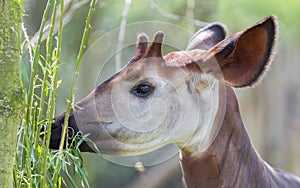 Close-up of an okapi eating