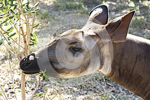 Close up of Okapi Feeding on Tree Leaves