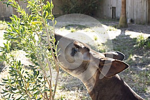 Close up of Okapi Feeding on Tree Leaves