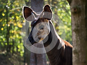 Close-up of an okapi, forest giraffe or zebra giraffe