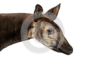 Close-up of an Okapi profile, Okapia johnstoni, isolated