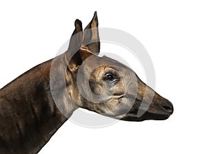 Close-up of an Okapi profile, Okapia johnstoni, isolated photo