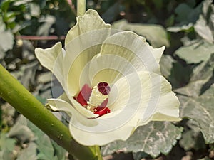 Close up okra or Abelmoschus esculentus yellow flower plant with blurred background in sun light