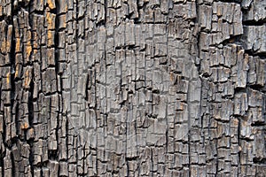 Close up of old ancient cracked wood texture, can be used as Background or Wallpaper