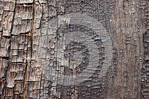 Close up of old ancient cracked wood texture, can be used as Background or Wallpaper