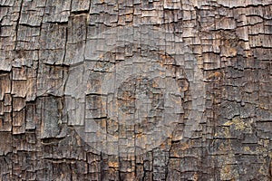 Close up of old ancient cracked wood texture, can be used as Background or Wallpaper