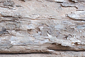 Close up old bark wood tree background. wrinkle wooden texture details.