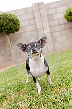 A close up of an old black and white Chihuahua dog.