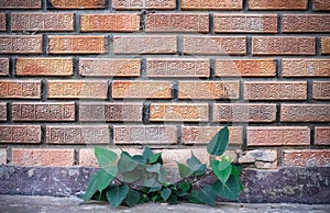 Old brick with flowers patterns decorative on wall and green plant growing on cracked floor background