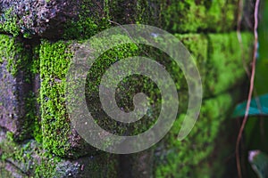 Close up old brick wall background texture with moss